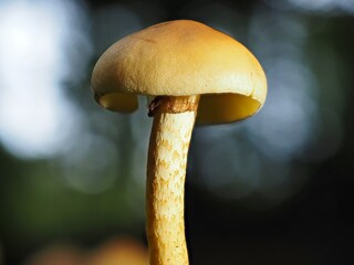Pilz im Wald als Makro mit unscharfem Hintergrund