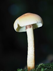 Pilz im Wald als Makro mit unscharfem Hintergrund