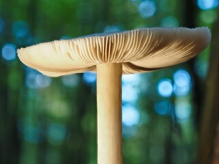 Pilz im Wald als Makro mit unscharfem Hintergrund