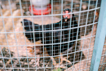 A chicken inside a wire cage, showcasing a close-up view of its natural surroundings © idham