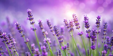 Naklejka premium lavender flowers clipart with delicate purple flowers and green stems on violet background Macro