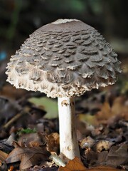 Pilz im Wald als Makro mit unscharfem Hintergrund