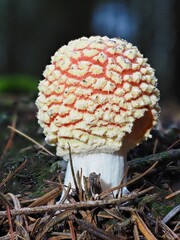 Fliegenpilz Pilz im Wald als Makro mit unscharfem Hintergrund