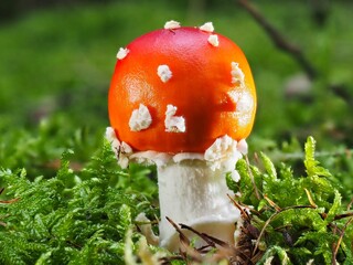 Fliegenpilz Pilz im Wald als Makro mit unscharfem Hintergrund