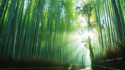 A serene morning scene of a bamboo forest in Kyoto with sun rays filtering through the tall bamboo stalks, tranquil setting with soft green tones, Zen style