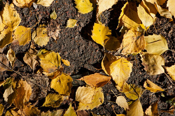 autumn birch leaves. beautiful autumn background. dry leaves. Birch leaves in autumn, in a park. nature, season. selective focus