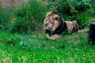 Asiatic male lion in the grass at the zoo