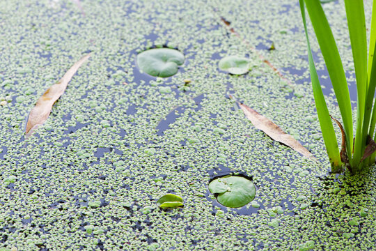 Hydrocharis morsus-ranae. photo, on Water Surface with Green Leaves. in the lake, river or swamp, nature photo, close-up. Lemna and round leaves, natural background