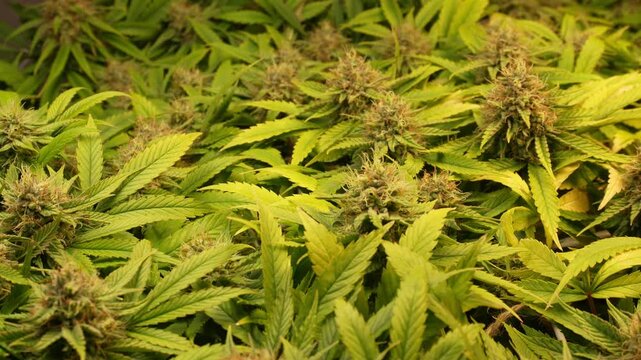 Video of medical cannabis home farm. CBD marihuana growth