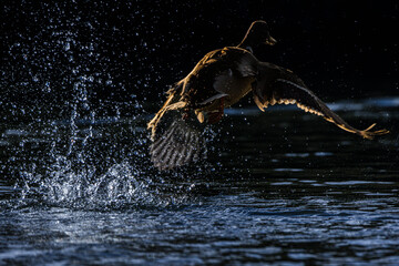 Obraz premium mallard duck on the surface of a pond in the morning light