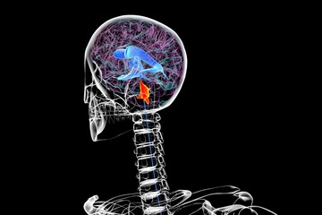 The fourth brain ventricle, 3D illustration.