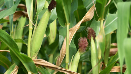 Obraz premium ears of corn and green leaves on a field background close-up. Corn farm. A selective focus picture of corn cob in organic corn field. concept of good harvest, agricultural. farmland