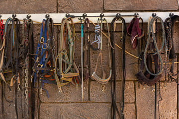 A collection of various horse halters and leads organized on a wall in a stable