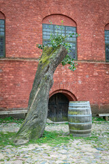 Rustic Brick Wall with Tree and Wooden Barrel Outdoors