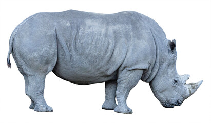 Obraz premium Nashorn