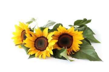 Obraz premium Bright yellow sunflowers arranged on a clean white background