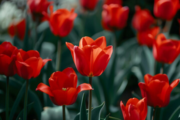 selective focus of colorful red tulips with green leaves