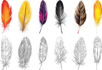 Collection of Vibrantly Colored and Outlined Feathers on Display