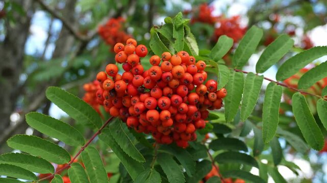 Close up video of ripe rowans swaying on the wind. Rwan orang berries plant on branch with green leaves