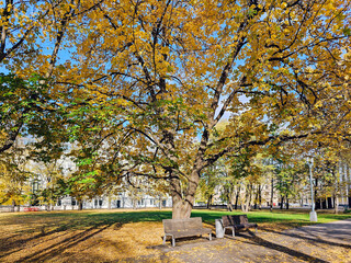 Naklejka premium A beautiful city park with different types of trees and a variety of autumn foliage colors on Esplanade park in Riga, Latvia