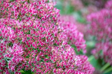 Fototapeta premium Beautiful decorative garden plant. Sedum (Sedum spectabile) at autumn sunny day