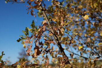 A branch of an oak tree with dried leaves set against the blurred backdrop of other trees. Autumn time.