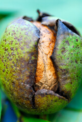 Detail of a walnut ((Juglans regia) inside its green shell