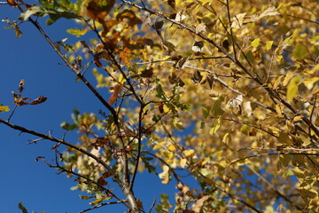 Branches with colorful leaves under a clear sky. Autumn. Indian summer.