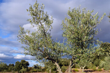 Olive trees with olives (Olea europaea) in a field