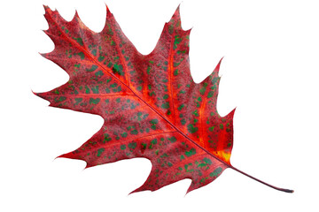 The leaf has a sharp-lobed shape