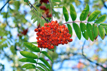 Red rowan berries (Sorbus aucuparia) on a branch