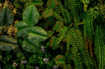 Leaf wall, plant wall, natural green wallpaper and background, nature wall, green forest nature background.
