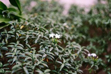 Jasmine is a genus of shrubs and vines in the olive family of Oleaceae