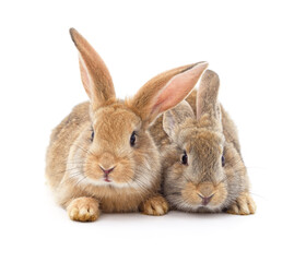 Two beautiful rabbits.