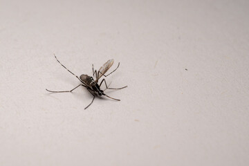 Dead stegomya albopicta - white background