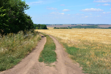 a dirt road is leading to a field of wheat with a valley in the background 