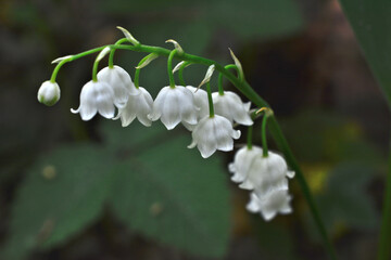 a close up of the white flowers of the lily of the valley