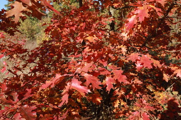 Branches of an oak tree with scarlet leaves. Autumn. Indian summer.