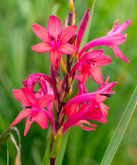 Pink  Watsonia/ Suurkanol (Watsonia laccata), Garden Route Botanical Garden, George, Western Cape, South Africa.