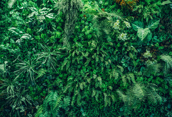 Close up group of background tropical green leaves texture and abstract background. Tropical leaf nature concept.