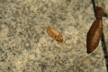 Leaf in a fountain