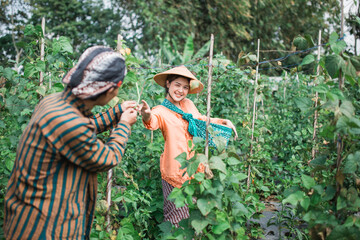 Two happy farmers are joyfully harvesting fresh vegetables in a vibrant, colorful garden