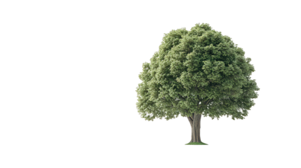 A single, large, green tree with a thick trunk and full canopy, isolated on transparant background. Generative ai
