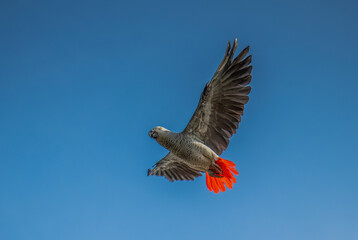 Boundless Skies: Graceful Flight of African Parrot Amidst Azure Horizon © Khaled