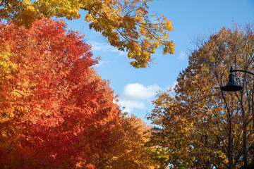 autumn in the park. Vibrant Autumn Canopy
