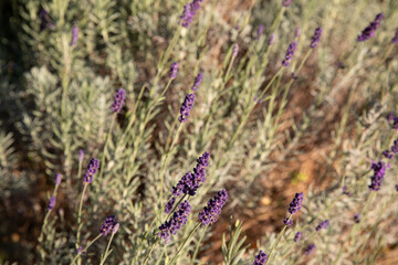 lavender field region