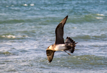 Coastal Pursuers: Parasitic Jaeger Birds Flying Over the Beach