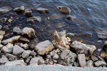 Ducks by the Rocky Shoreline