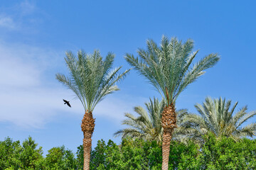 Tall palm trees under bright blue sky with bird flying between them, creating tropical feel.