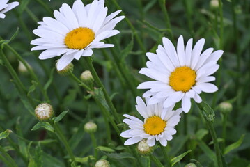 Beautiful White Daisies in Bloom: Close-Up of Fresh White Petals and Yellow Centers Amidst Green Foliage in a Natural Garden Setting